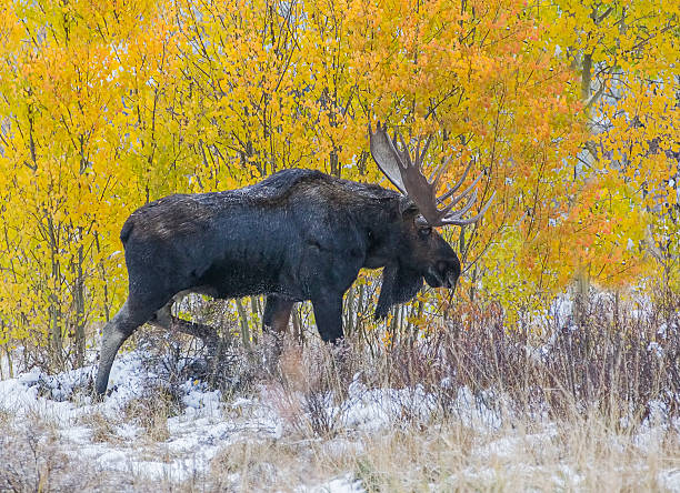 Bull in the Back Streets Bull in the Backstreets - A Bull Moose saunters through the back streets of Silverthorne in search of a female cow during the fall mating season. Summit County, Colorado summit county stock pictures, royalty-free photos & images