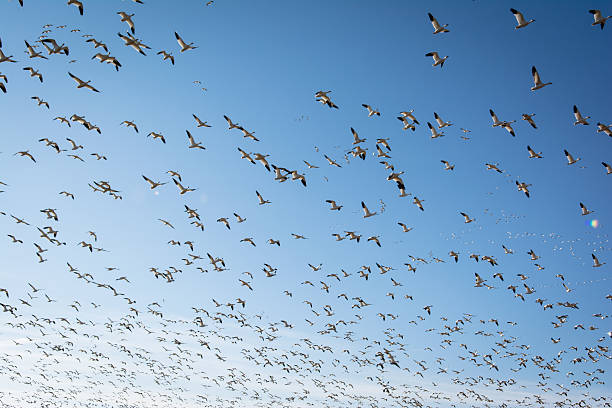 istock Flock of Snow Geese 512637332