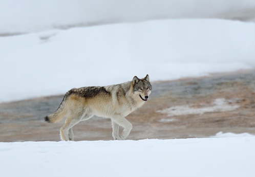 Grey Wolf of  light colors slowly across the rocky mountain side, carefully studying its surroundings and keeping up with the location of other members of the pack. This is in northern Yellowstone National Park in Wyoming and Montana in the United States of America (USA). Nearest towns are Gardiner, Mammoth, Cooke City, and Billings, Montana.