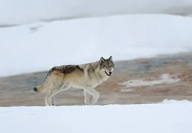 Photo of Gray Wolf