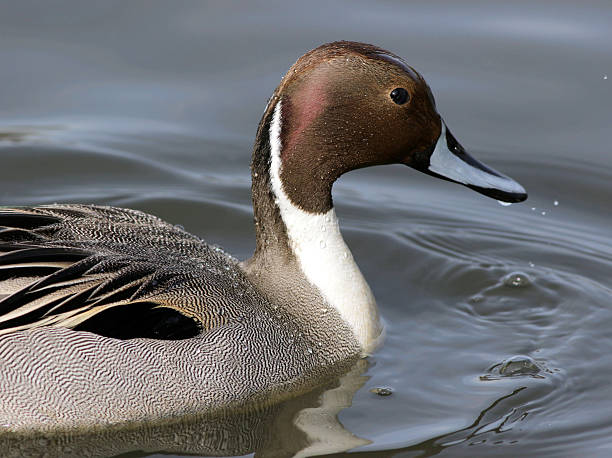istock Male Northern Pintail Closeup 512638286