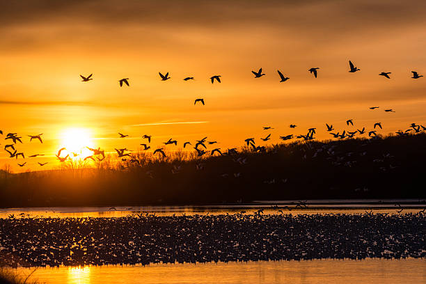 istock Migrating Snow Geese at Sunrise 512638396