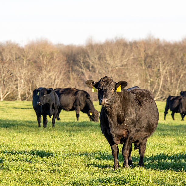 istock Angus cows in green rye grass pasture - square 512639250