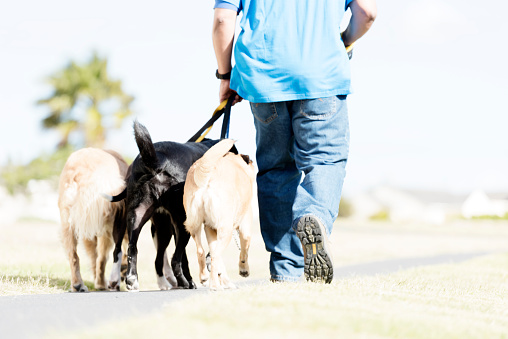 Adult male dogwalker walking outdoors on a pathway holding his large dogs on leashes.