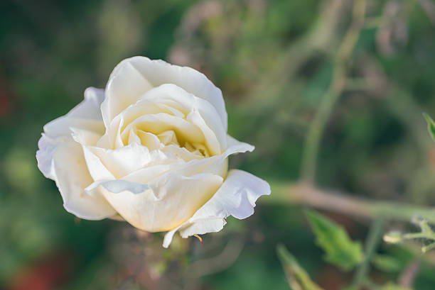 istock White flower in the garden 512639598