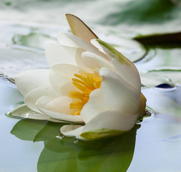istock Beautiful water lily in a basin 512639798