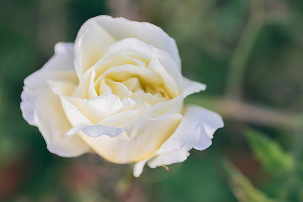 istock White flower in the garden 512640088