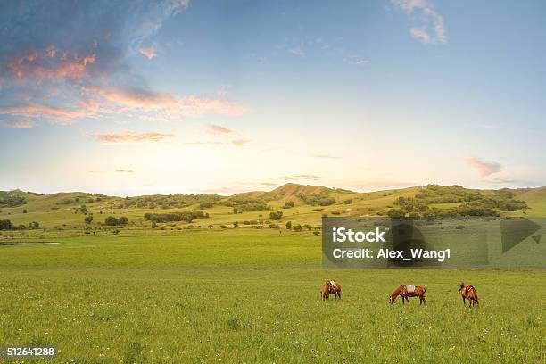 Pferde Auf Der Wiese Stockfoto und mehr Bilder von China - China, Landschaft, Natur