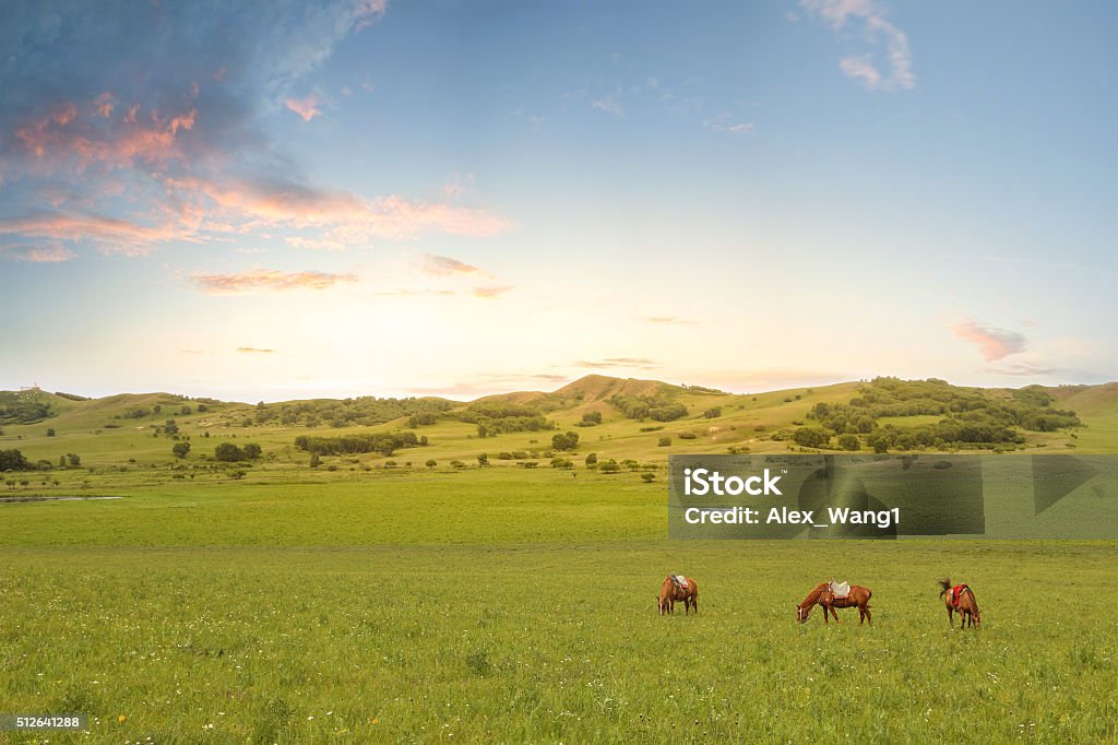 Caballos en el césped - Foto de stock de Animal libre de derechos