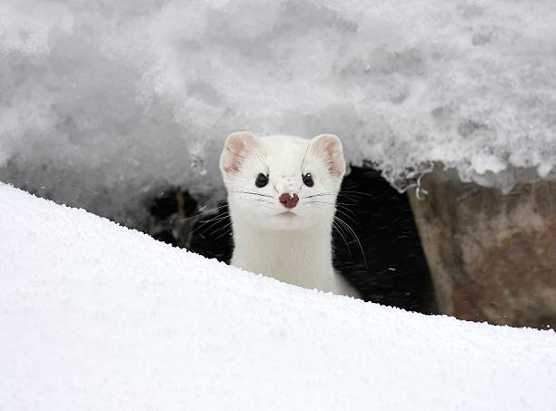 Ermine a short tailed weasel hides in the snow near Big Sky, Montana stoat mustela erminea stock pictures, royalty-free photos & images