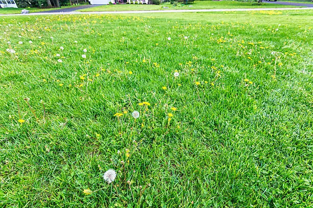 Dandelion weeds dominated before the start of this now partially completed early spring mowing of a suburban residential district home front yard lawn. Month of May near Rochester, New York.