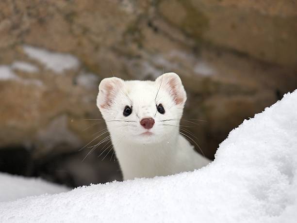 Ermine a short tailed weasel peers from his hiding spot near Big Sky, Montana stoat mustela erminea stock pictures, royalty-free photos & images