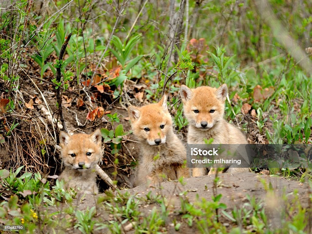 Coyote pups a trio of Coyote pups peer from their den near Big Sky, Montana Coyote Stock Photo