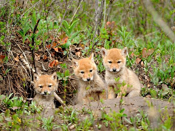 Coyote pups stock photo