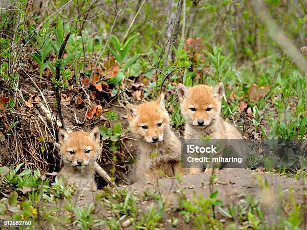 Coyote Pups Stock Photo - Download Image Now - Coyote, Puppy, Animal