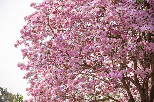 istock Tabebuia rosea is a Pink Flower and blue sky 512683848