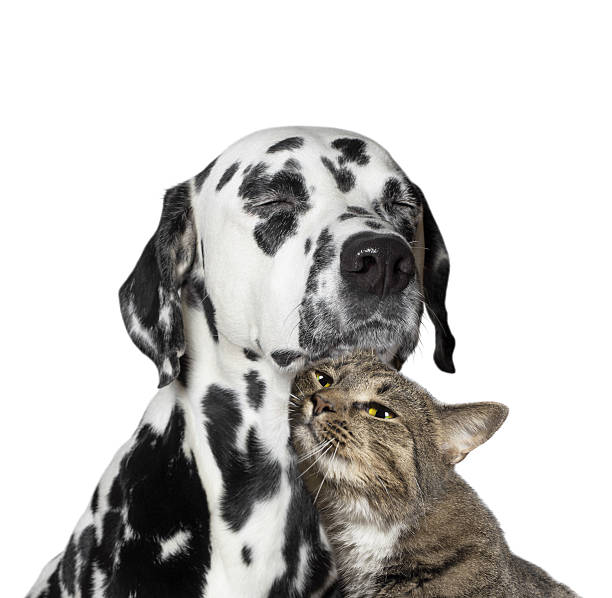 istock close friendship between a cat and a dog 512683964