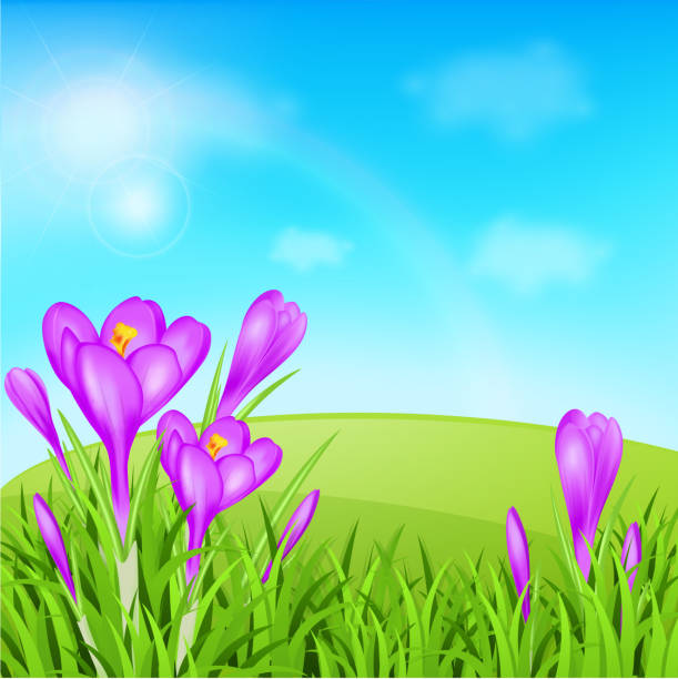 ilustrações, clipart, desenhos animados e ícones de violet açafrões e gramado - crocus violet flower purple