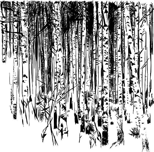 ilustrações, clipart, desenhos animados e ícones de ecológico natural assunto. birchwood - birch bark birch tree wood