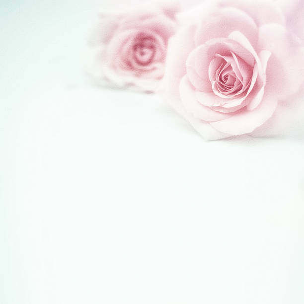 istock sweet pink roses in soft  style on mulberry paper texture 512686844