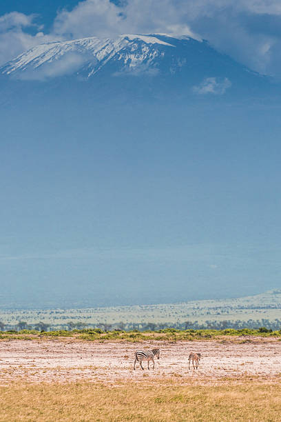 istock Zebras in front of Mount Kilimanjaro 512686944