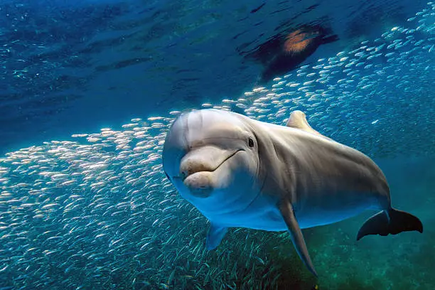 Photo of dolphin underwater on blue ocean background