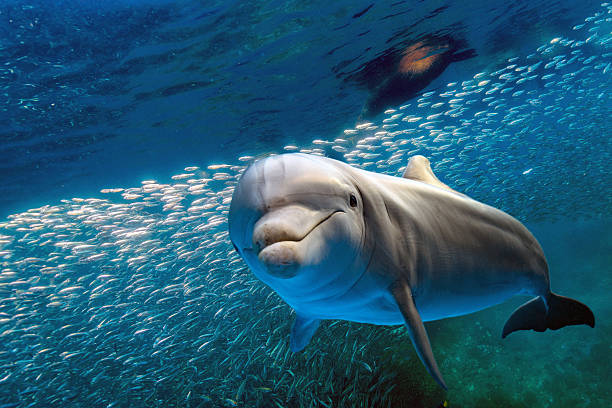 Delfin