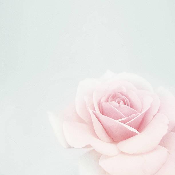 istock sweet pink roses in soft  style on mulberry paper texture 512687164