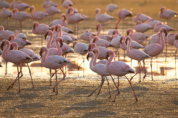 istock Flamingo at Walvis Bay wetland 512688088