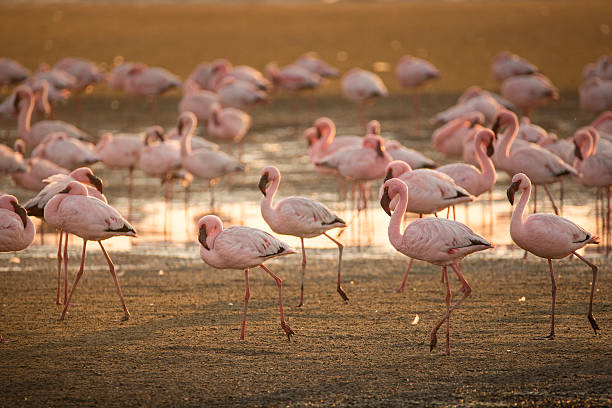 istock Flamingo at Walvis Bay wetland 512688290