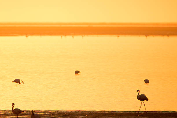 istock Flamingo at Walvis Bay wetland 512688480