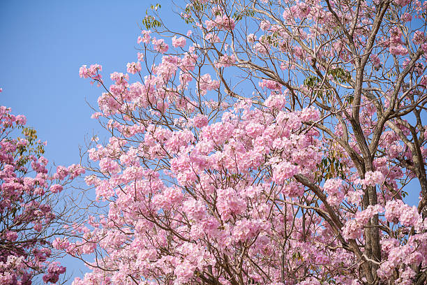 istock Tabebuia rosea is a Pink Flower and blue sky 512690246
