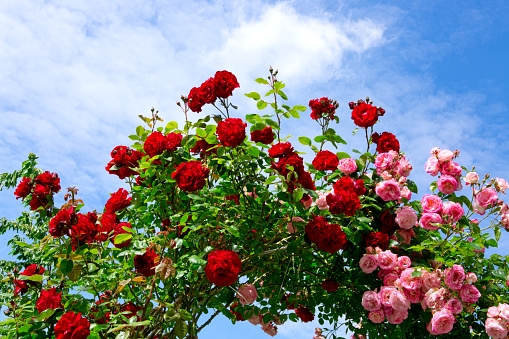 Red and pink roses on sunny sky background.Climbing rose.