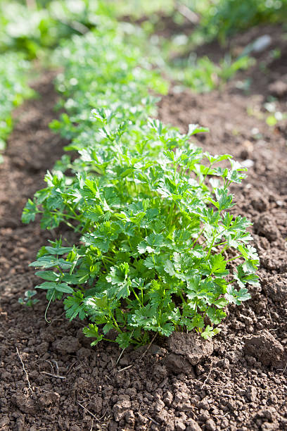 istock Fresh green spice parsley growing on cultivated garden. 512691126