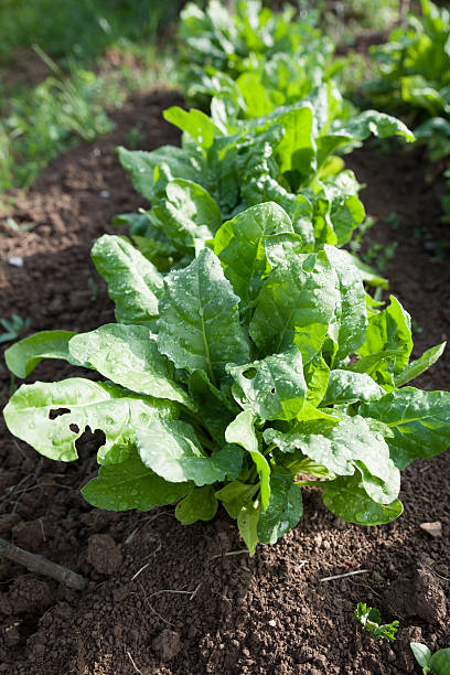 istock Fresh green healthy spinach growing on cultivated garden. 512691252