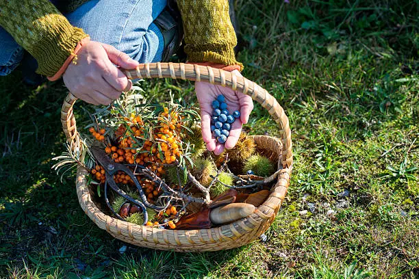 Close up of a food forager with her haul of foraged food in her basket. Including; havtorn,berries and nuts. Food foraging has become popular in recent years as chefs have turned to foraged food to produce local and seasonal menu's. Photographed on the island of Mon Denmark. Horizontal format, the person is wearing jeans and a jumper photographed in the autumn.
