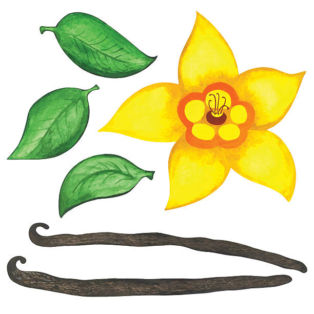 kuvapankkikuvitukset aiheesta vesiväri vaniljakukka, tikkuja ja lehtiä - yellow vanilla flower with green leaves