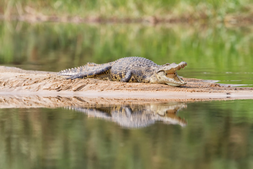 Nile crocodile resting on a sandbank, Zambesi River, Botswana