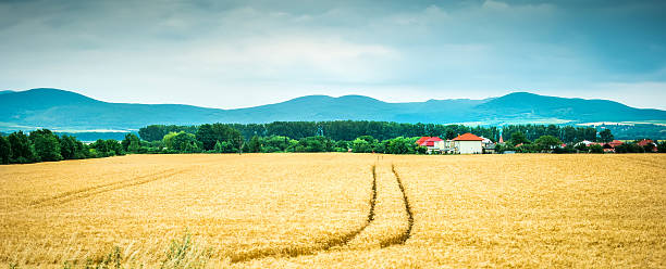 istock wheat field with mountains on the background 512692796