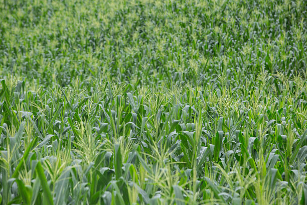 istock Green field of corn growing up 512693135