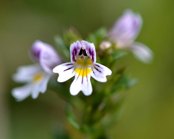 Common eyebright (Euphrasia nemorosa) close up of flower A white, blue and yellow flowered hemi-parasitic plant in the broomrape family (Orobanchaceae) euphrasia stock pictures, royalty-free photos & images