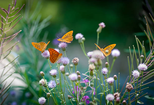 naranja mariposas bebiendo en un néctar verde flores backgroung - horticulture butterfly plant flower fotografías e imágenes de stock