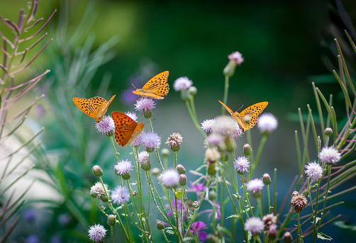 Orange butterflies (Argynnis paphia) drinking nectar on a green floral backgroung
