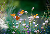 Orange butterflies drinking nectar on a green floral backgroung