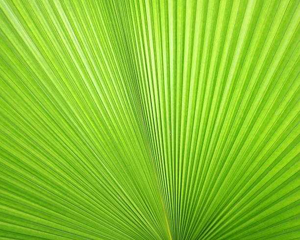 istock Texture of Green palm Leaf 512696011