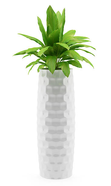 istock houseplant in pot isolated on white background 512696058
