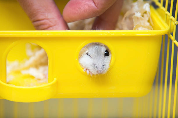 istock cute hamster peeking out of the window 512696382