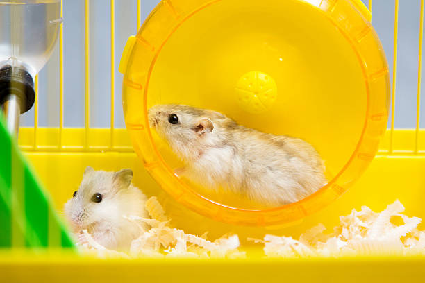 istock Jungar hamster running in the wheel 512696578