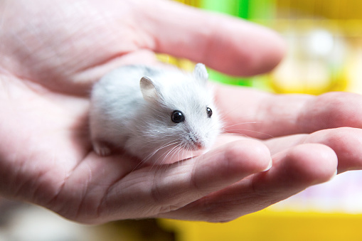 Man Holding A Tiny Beautiful Hamster Stock Photo - Download Image