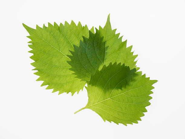 istock Japanese potherb Green Perilla_Shiso 512696825